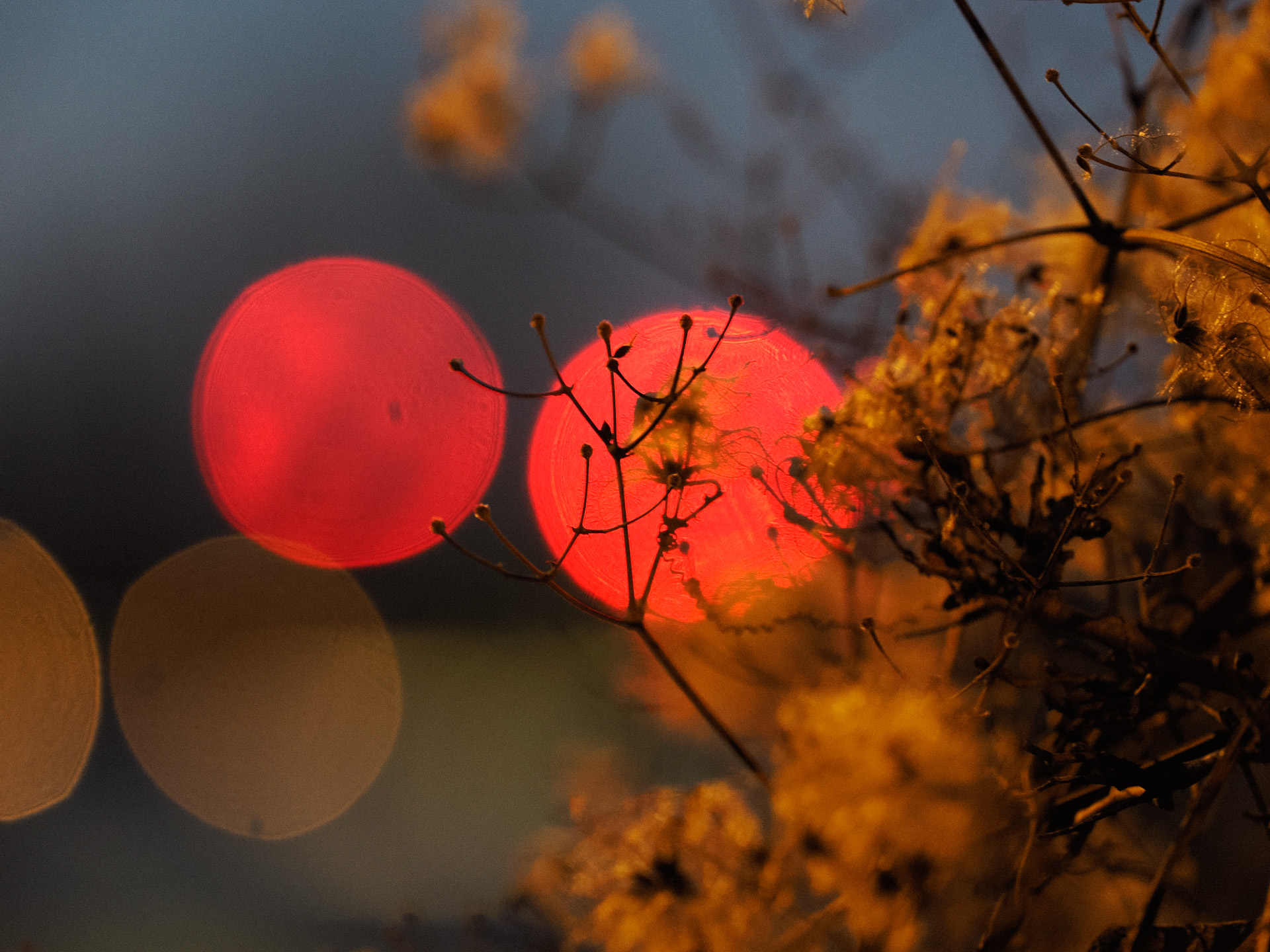 150 mm (ekw. 300 mm), f/2.8, ISO 1600, 1/4 s. z ręki