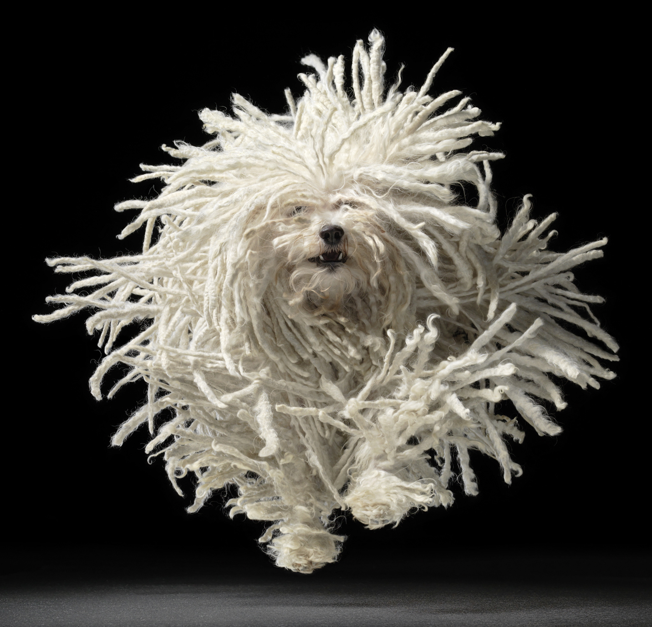 Gwiazdą drugiego dnia będzie brytyjski fotograf Tim Flach, który specjalizuje się w studyjnej fotografii zwierząt. Fot. Tim Flach.