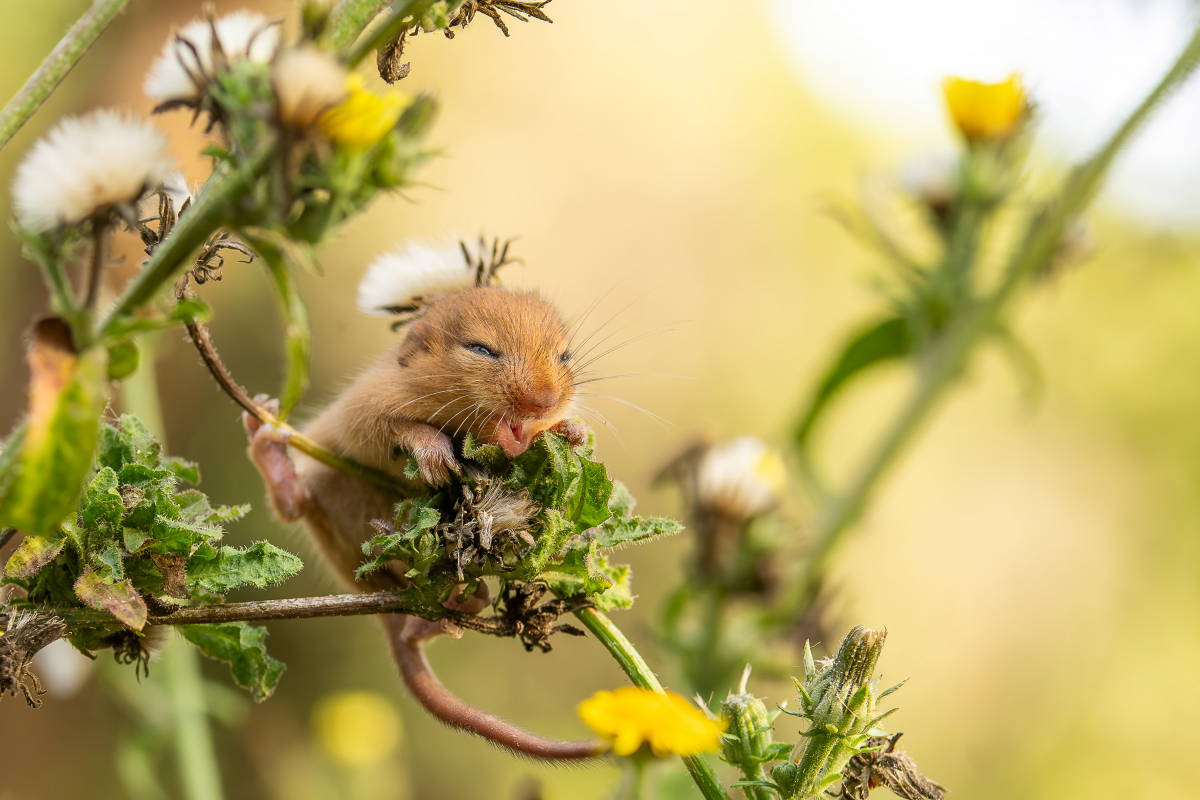 Fot. Agnieszka Majnusz