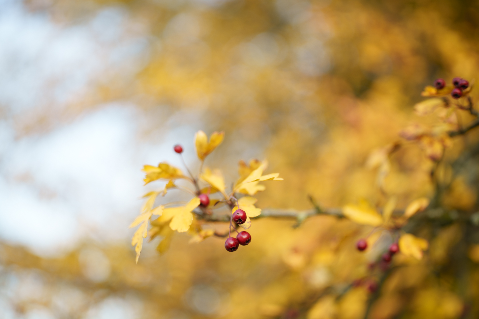 Viltrox AF 50 mm F1.4 Pro, RAW z aparatu, fot. Krzysztof Basel.