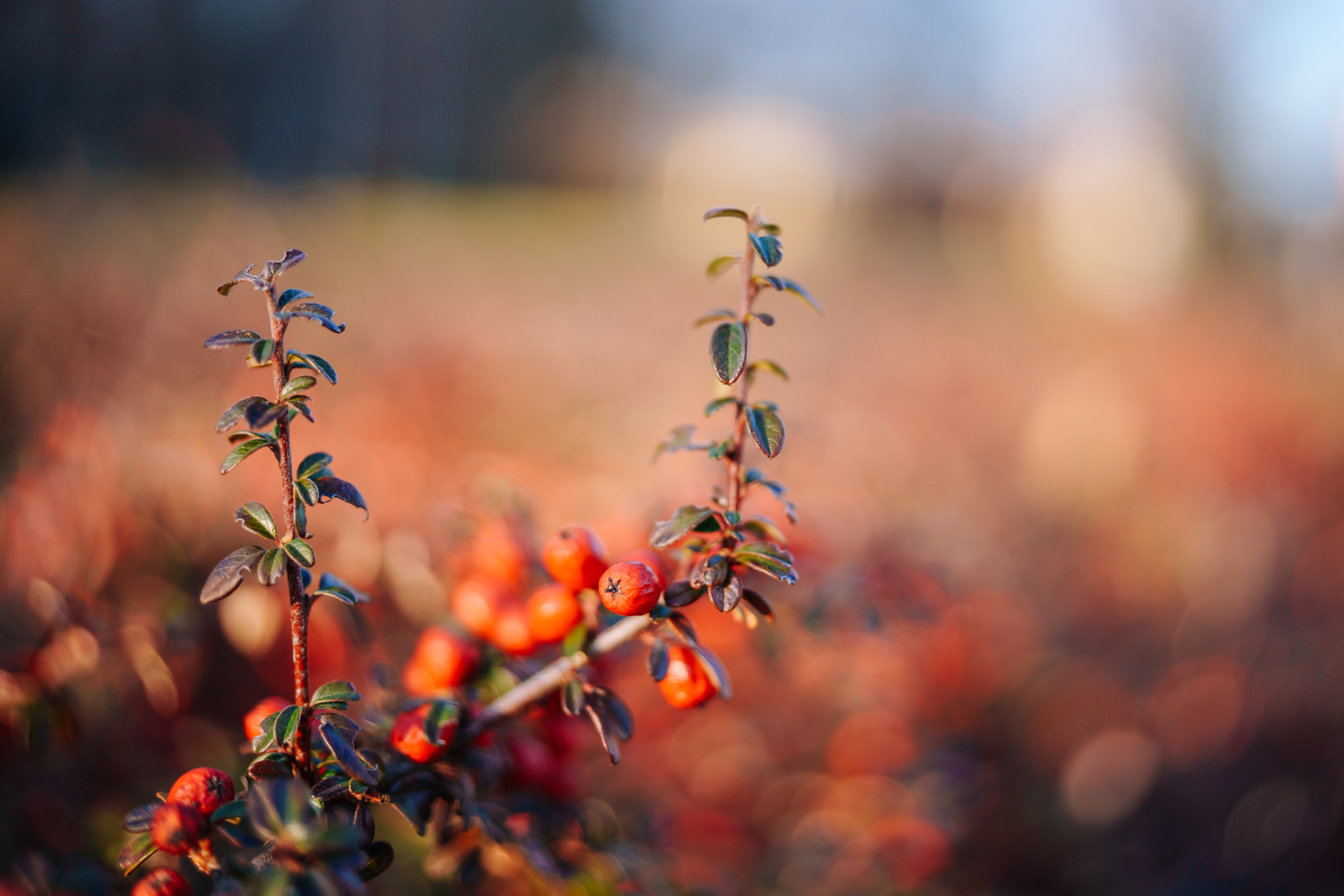 Sigma 35 mm f/1.4 DG II Art, fot. Krzysztof Basel. Zdjęcie obrobione.