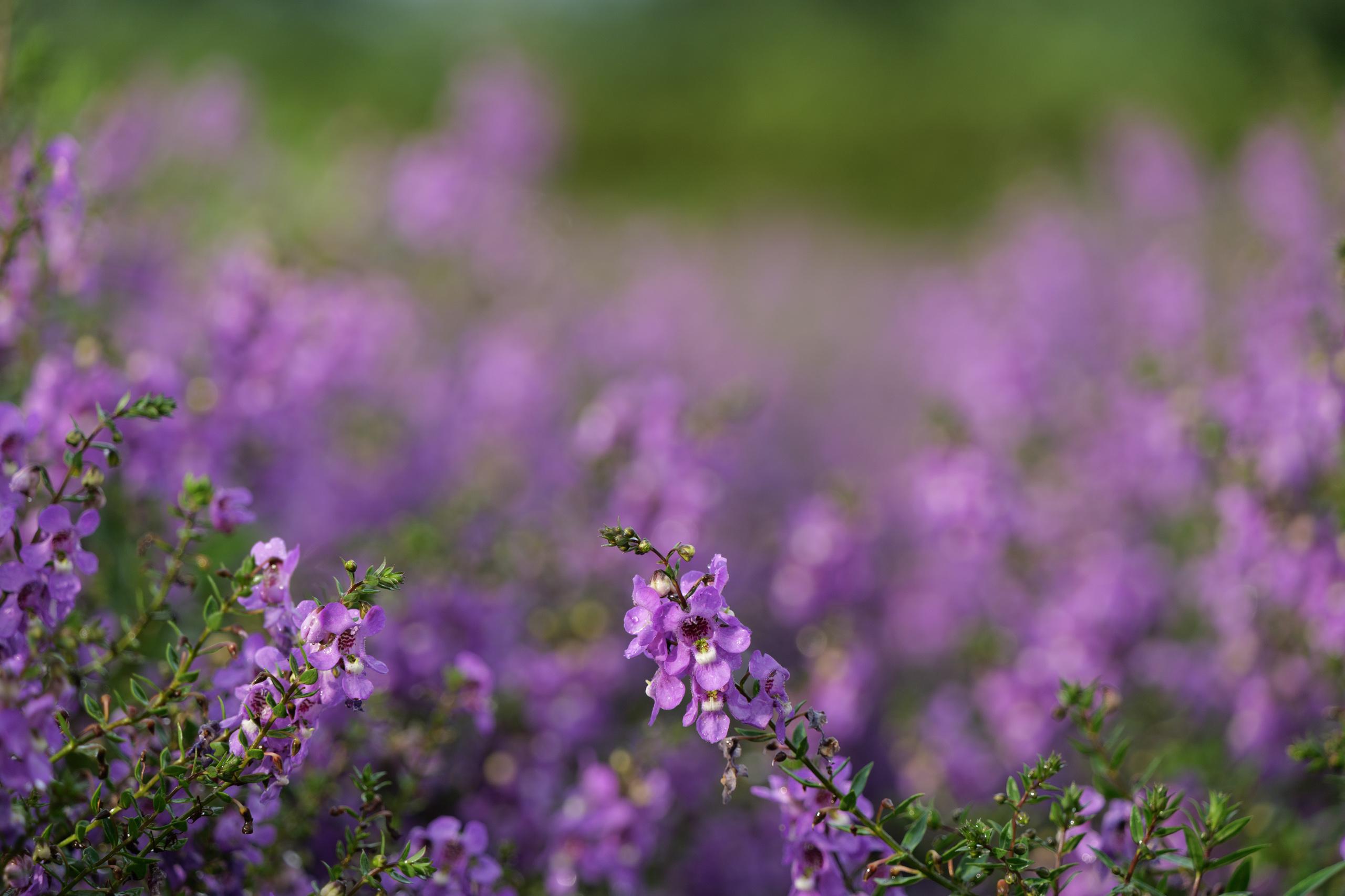 Mówi się, że obiektywem kitowym nie można zrobić zdjęć z pięknym bokeh. To zdjęcie wykonane z przysłoną f/5.6 przy ekwiwalencie ogniskowej ok. 80 mm pokazuje, że jednak można. Obiektywy kitowe z pewnością dadzą rozmycie tła dużo bardziej efektowne i naturalne niż w jakimkolwiek smartfonie. Fot. KB.