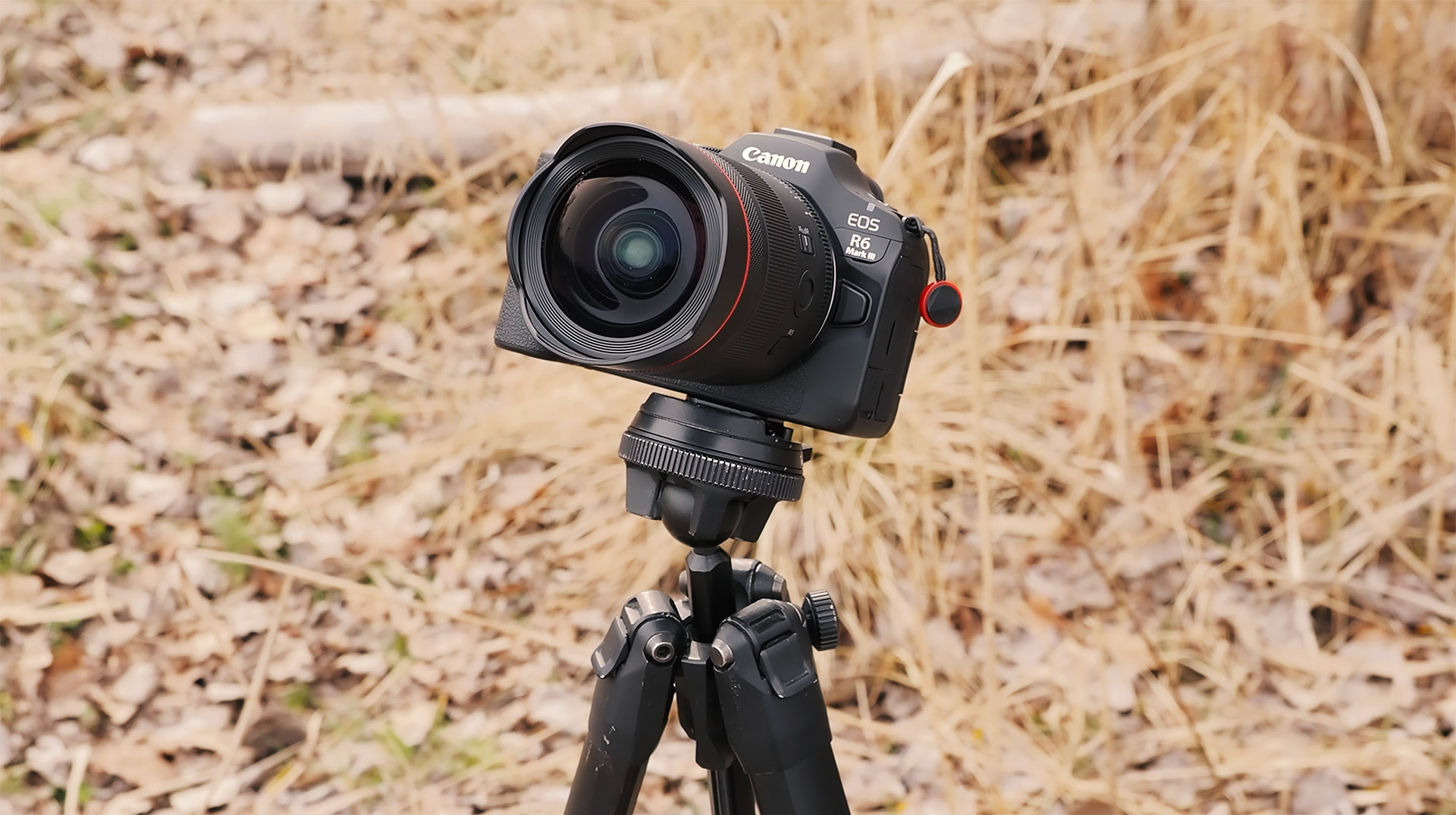 Czy Sony A7V sprostał moim oczekiwaniom w fotografii zwierząt?