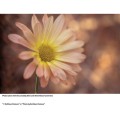 lensbaby-macro-converter-extension-rings-for-lensbaby_02.jpeg