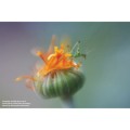 lensbaby-macro-converter-extension-rings-for-lensbaby_04.jpeg