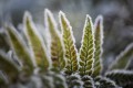 zestaw-filtrow-lensbaby-46mm-macro-filter-kit_09.jpg