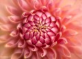 obiektyw-lensbaby-composer-pro-ii-w:-soft-focus-ii-optic_13.jpg