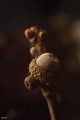 obiektyw-lensbaby-composer-pro-ii-w:-soft-focus-ii-optic_19.jpg