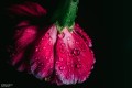 obiektyw-lensbaby-composer-pro-ii-w:-soft-focus-ii-optic_20.jpg