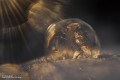 lensbaby-omni-universal-expansion-pack-with-reflections_15.jpg