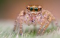 Obiektyw Venus Optics Laowa 25 mm f/2,8 Ultra Macro do Pentax K
