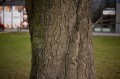 obiektyw-voigtlander-macro-apo-lanthar-65-mm-f2-2c0-do-nikon-z_opis_8.jpg