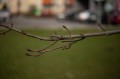 obiektyw-voigtlander-macro-apo-lanthar-65-mm-f2-2c0-do-nikon-z_opis_10.jpg