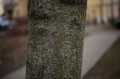 obiektyw-voigtlander-macro-apo-lanthar-65-mm-f2-2c0-do-nikon-z_opis_13.jpg
