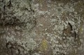 obiektyw-voigtlander-macro-apo-lanthar-65-mm-f2-2c0-do-nikon-z_opis_14.jpg