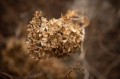 obiektyw-voigtlander-macro-apo-lanthar-65-mm-f2-2c0-do-nikon-z_opis_17.jpg