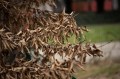 obiektyw-voigtlander-macro-apo-lanthar-65-mm-f2-2c0-do-nikon-z_opis_19.jpg