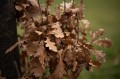 obiektyw-voigtlander-macro-apo-lanthar-65-mm-f2-2c0-do-nikon-z_opis_20.jpg
