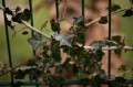 obiektyw-voigtlander-macro-apo-lanthar-65-mm-f2-2c0-do-nikon-z_opis_22.jpg
