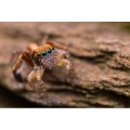 obiektyw-venus-optics-laowa-ca-dreamer-100-mm-f2-2c8-macro-21-do-leica-l_22.jpg