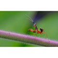 obiektyw-venus-optics-laowa-ca-dreamer-100-mm-f2-2c8-macro-21-do-leica-l_24.jpg