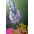 obiektyw-venus-optics-laowa-ca-dreamer-100-mm-f2-2c8-macro-21-do-leica-l_25.jpg