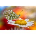 obiektyw-venus-optics-laowa-ca-dreamer-100-mm-f2-2c8-macro-21-do-leica-l_26.jpg