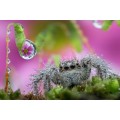 obiektyw-venus-optics-laowa-25-mm-f2-2c8-ultra-macro-do-leica-l_7.jpg