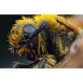 obiektyw-venus-optics-laowa-25-mm-f2-2c8-ultra-macro-do-leica-l_8.jpg