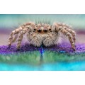 obiektyw-venus-optics-laowa-25-mm-f2-2c8-ultra-macro-do-leica-l_9.jpg