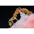 obiektyw-venus-optics-laowa-25-mm-f2-2c8-ultra-macro-do-leica-l_10.jpg