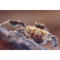 obiektyw-venus-optics-laowa-25-mm-f2-2c8-ultra-macro-do-leica-l_11.jpg