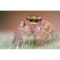 obiektyw-venus-optics-laowa-25-mm-f2-2c8-ultra-macro-do-leica-l_13.jpg