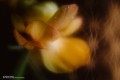 lensbaby-omni-universal-collection-bonus-wands-small_22.jpg
