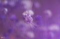 lensbaby-omni-universal-collection-bonus-wands-small_23.jpg