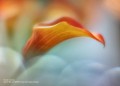 lensbaby-omni-universal-collection-bonus-wands-large_17.jpg