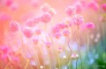 lensbaby-omni-universal-collection-bonus-wands-large_21.jpg