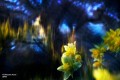 lensbaby-omni-universal-collection-bonus-wands-large_26.jpg