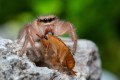 obiektyw-venus-optics-laowa-58-mm-f2-2c8-2x-ultra-macro-apo-do-canon-rf_12.jpg