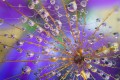 obiektyw-venus-optics-laowa-58-mm-f2-2c8-2x-ultra-macro-apo-do-canon-rf_13.jpg