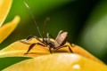 obiektyw-venus-optics-laowa-58-mm-f2-2c8-2x-ultra-macro-apo-do-canon-rf_16.jpg