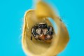 obiektyw-venus-optics-laowa-58-mm-f2-2c8-2x-ultra-macro-apo-do-canon-rf_20.jpg