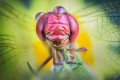 obiektyw-venus-optics-laowa-58-mm-f2-2c8-2x-ultra-macro-apo-do-canon-rf_22.jpg