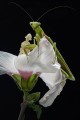 obiektyw-venus-optics-laowa-58-mm-f2-2c8-2x-ultra-macro-apo-do-canon-rf_26.jpg