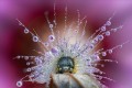 obiektyw-venus-optics-laowa-58-mm-f2-2c8-2x-ultra-macro-apo-do-canon-rf_27.jpg
