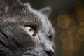 obiektyw-venus-optics-laowa-58-mm-f2-2c8-2x-ultra-macro-apo-do-canon-rf_28.jpg