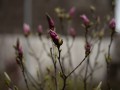 obiektyw-voigtlander-ultron-75-mm-f1-2c9-do-leica-m-mc_opis_15.jpg
