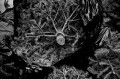 obiektyw-voigtlander-nokton-50-mm-f1-2c0-do-nikon-z_opis_15.jpg