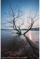 Obiektyw Venus Optics Laowa D-Dreamer 12 mm f/2,8 do Nikon F