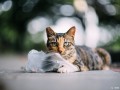 obiektyw-ttartisan-75mm-f1.5-biotar-replica-m42_13.jpeg